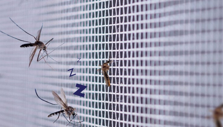 Insektenschutzgitter – Frische Luft geniessen, Insekten draussen lassen! 🪟✨